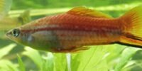 Xipho Xiphophorus hellerii