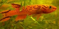 Cap Lopez Aphyosemion australe