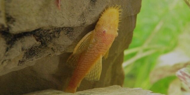 Albinos