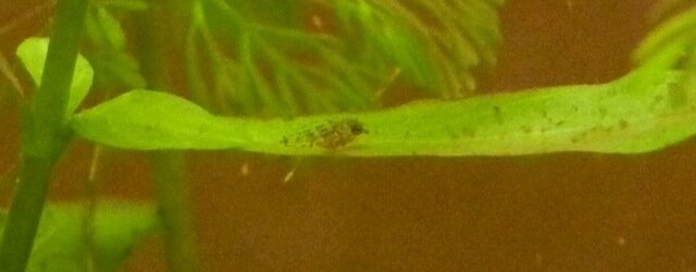 Alevin d'Apistogramma agassizii
