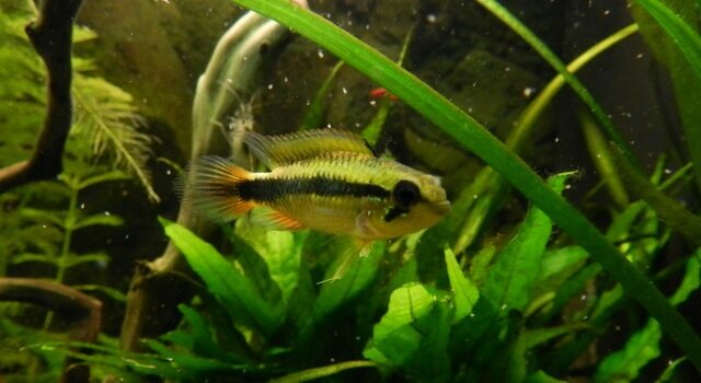Femelle Apistogramma agassizii