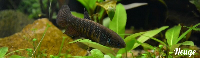 Changement de couleur de la femelle betta smaragdina