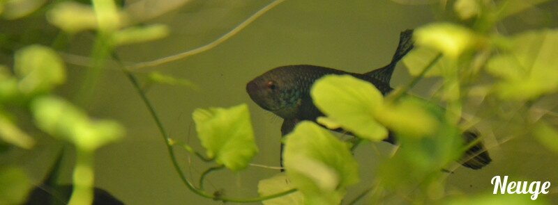 Mâle betta smaragdina