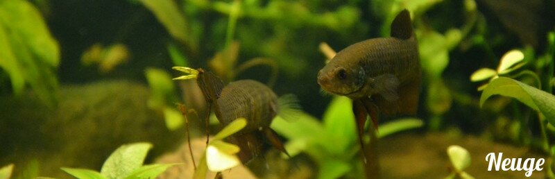 Parade amoureuse d'un couple de betta smaragdina