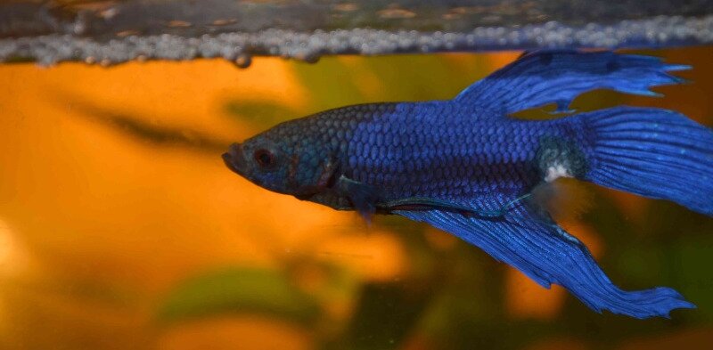 Betta Splendens avec la pourriture des nageoires