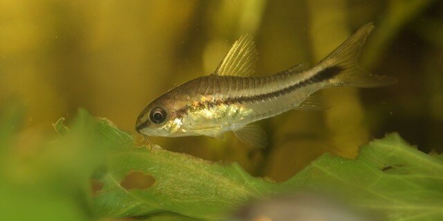 Alimentation du Corydoras Pygmaeus