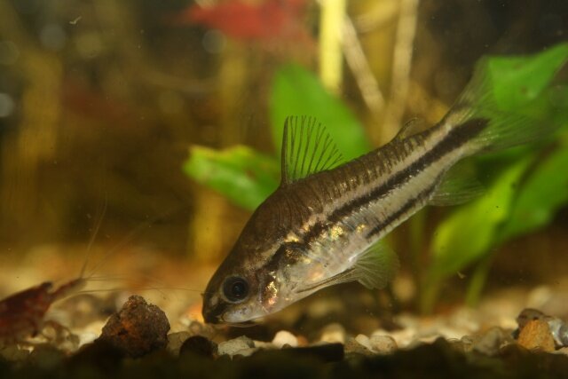 Femelle Corydoras Pygmaeus