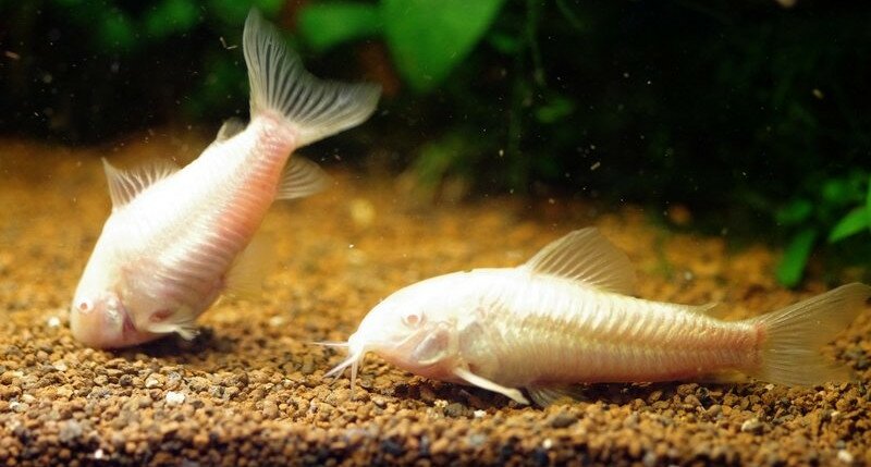 Cohabitation du Gourami embrasseur