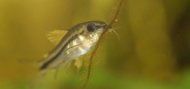 Corydoras nain