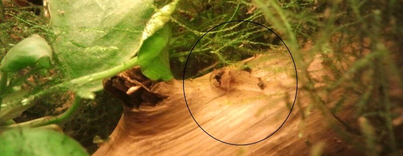 Alevin Corydoras Panda