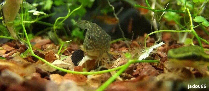 Alimentation du Corydoras sterbai