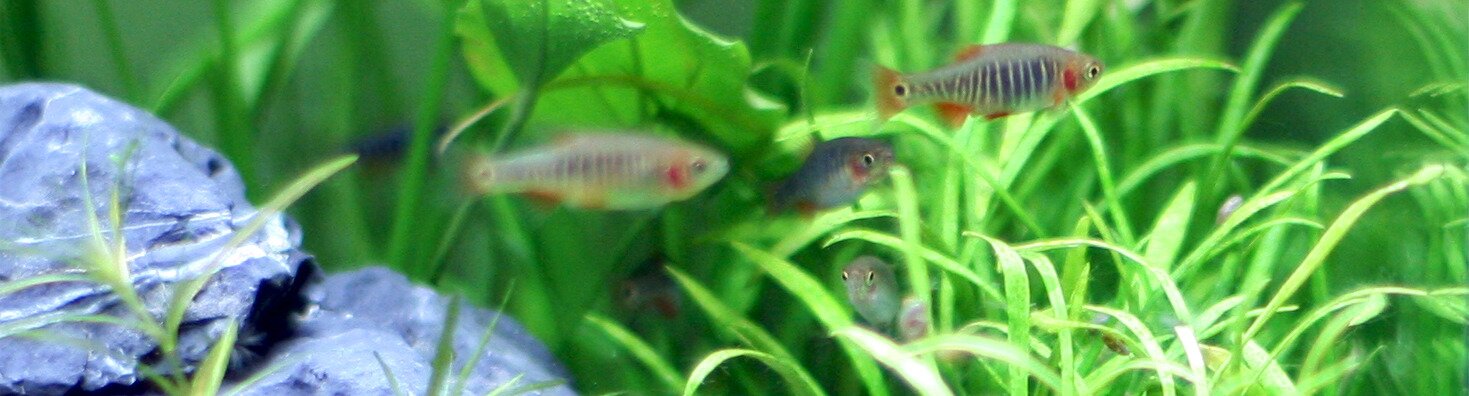 Banc de Danio erythromicron