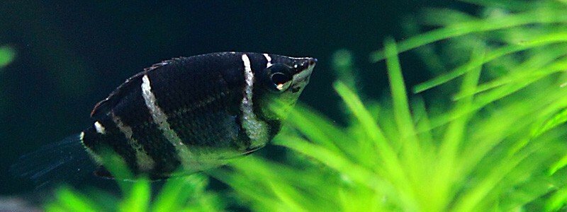 Gourami chocolat