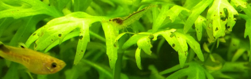 Cohabitation du Guppy avec les crevettes