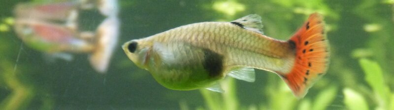 Guppy enceinte