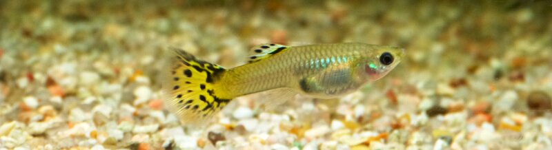 Femelle Guppy