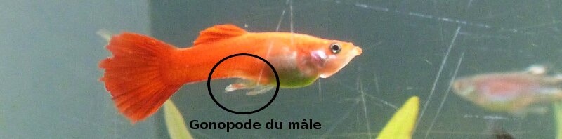 Mâle Guppy