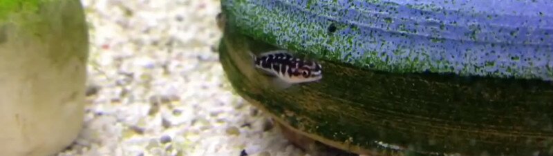 Alevin Julidochromis Marlieri