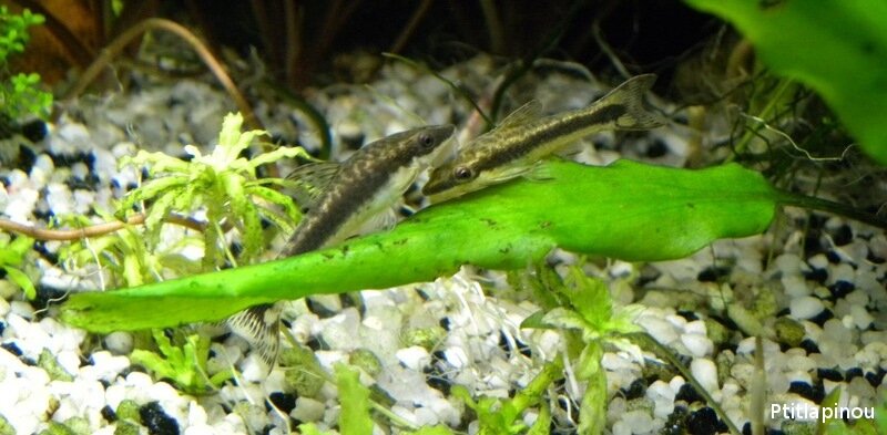 Dimorphisme sexuel du Macrotocinclus affinis