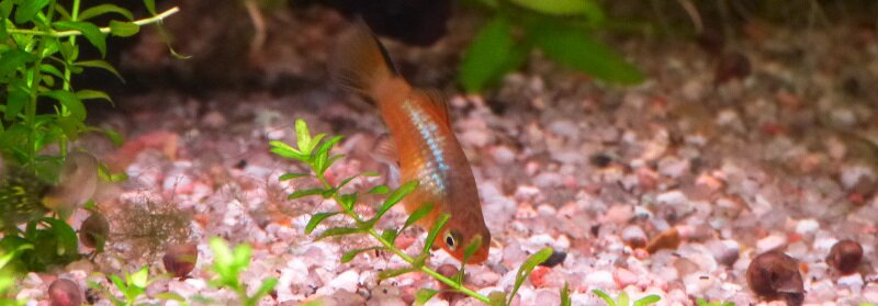 Alimentation du Platy