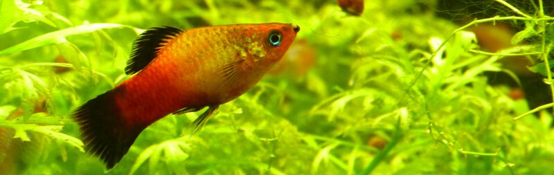 Mâle Platy