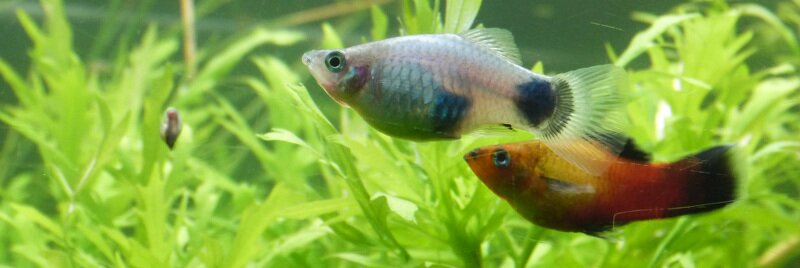 Reproduction du Platy
