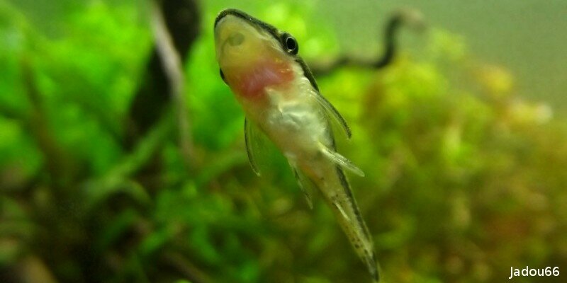 Poisson sans écaille