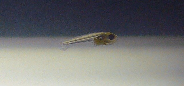 Alevin <em>Trichogaster lalius</em>