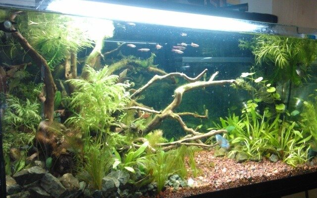 L'aquarium du Trichogaster lalius