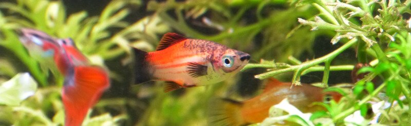 Hybride Xipho Platy