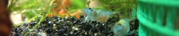 Femelle rili blue grainée