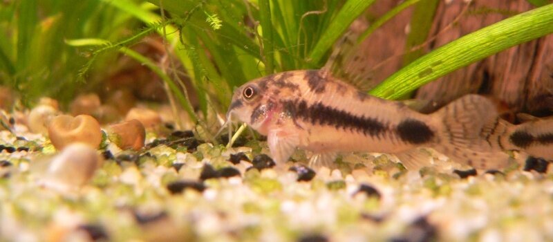 Femelle Corydoras habrosus