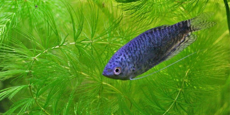 Gourami bleu femelle