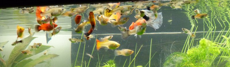 Alimentation du Guppy