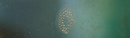 Œufs sur la vitre d'un aquarium