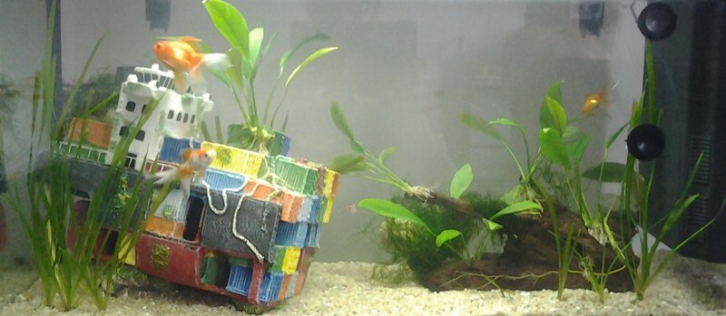 Le poisson rouge avec des vraies plantes