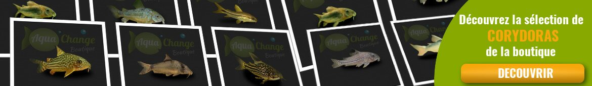 Achat en ligne de Corydoras
