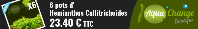 vente en ligne d' Hemianthus Callitrichoides (HCC)