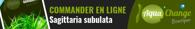 vente en ligne de Sagittaria subulata