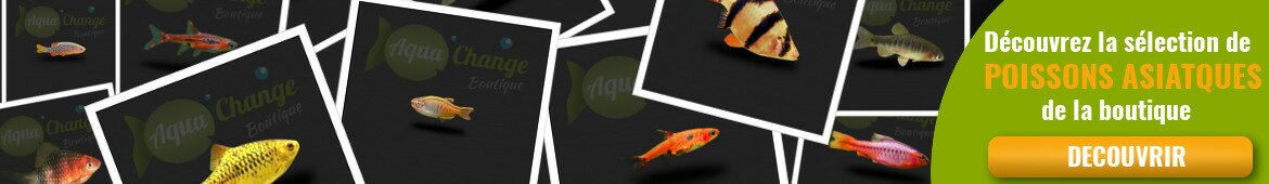Achat en ligne de poisson asiatique