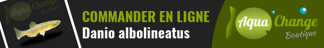 Vente en ligne de Danio albolineatusi