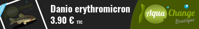 Vente en ligne de Danio erythromicron
