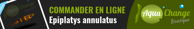 Vente en ligne d'Epiplatys annulatus (Killie clown)