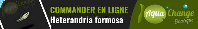 Vente en ligne d'Heterandria formosa