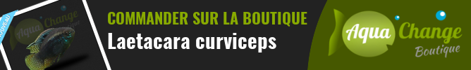 Vente en ligne de Laetacara curviceps
