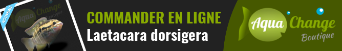 Vente en ligne de Laetacara dorsigera