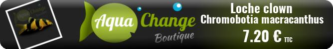 Vente en ligne de Loche clown (Chromobotia macracanthus)