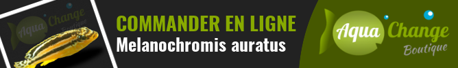 vente en ligne de Frappeur de pierre du Malawi (Melanochromis auratus)