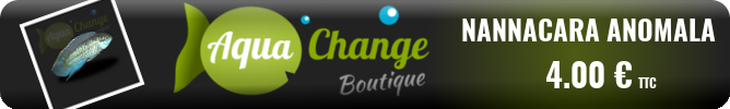 Vente en ligne de Nannacara anomala