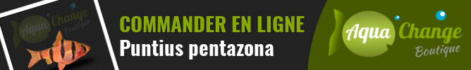 Vente en ligne de Barbus à 5 bandes (Puntius pentazona)